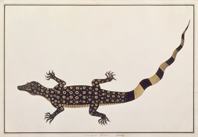 Guana, Bie awa Tana, from Drawings of Animals, Insects and Reptiles from Malacca by Chinese School